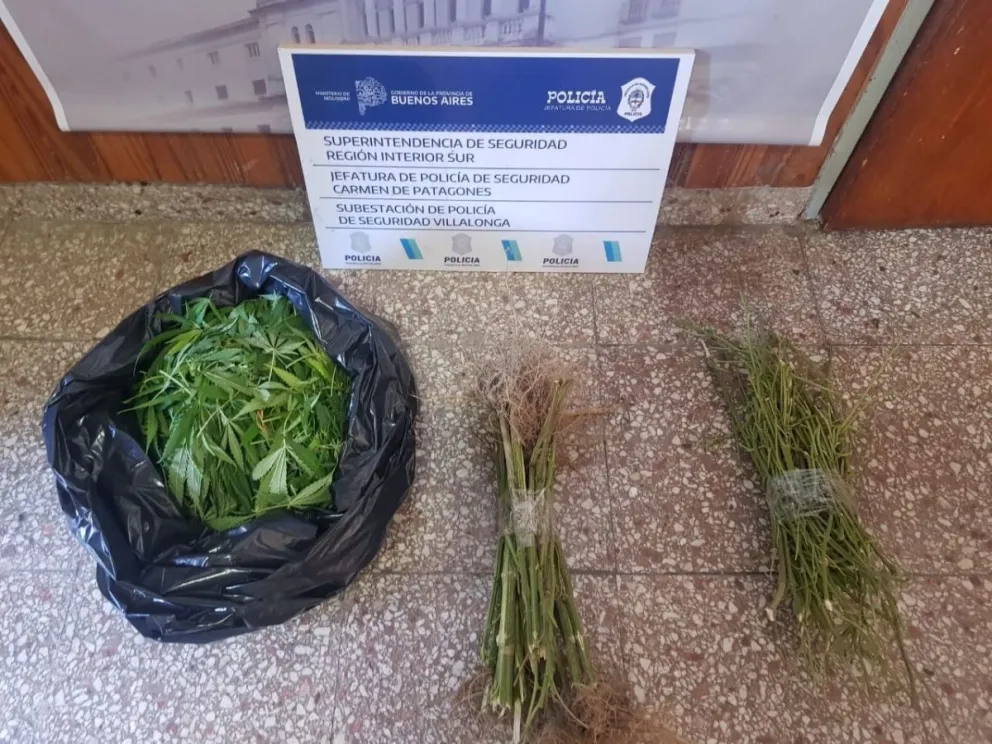 Una persona aprehendida y varias plantas de marihuana secuestradas