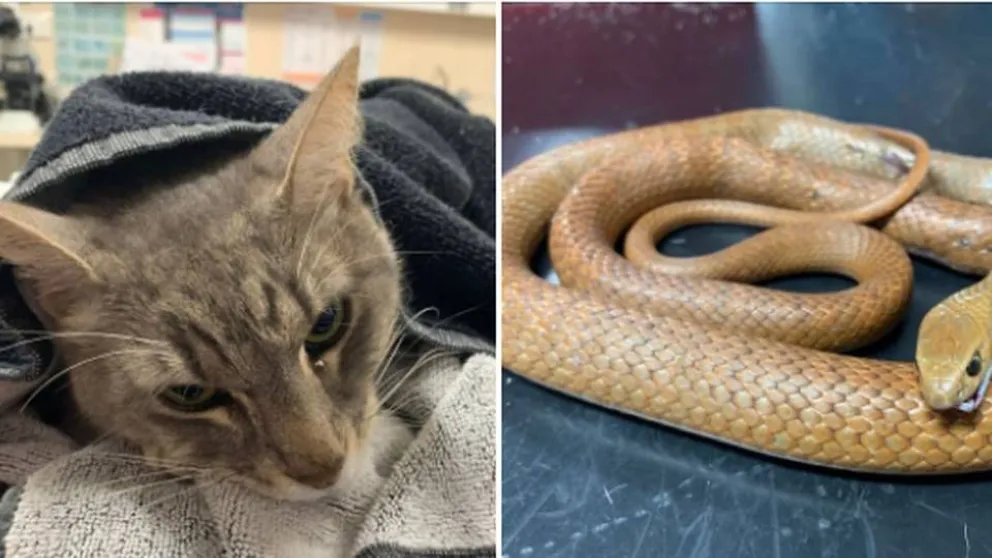 Un gato murió tras defender a dos nenes de una serpiente venenosa