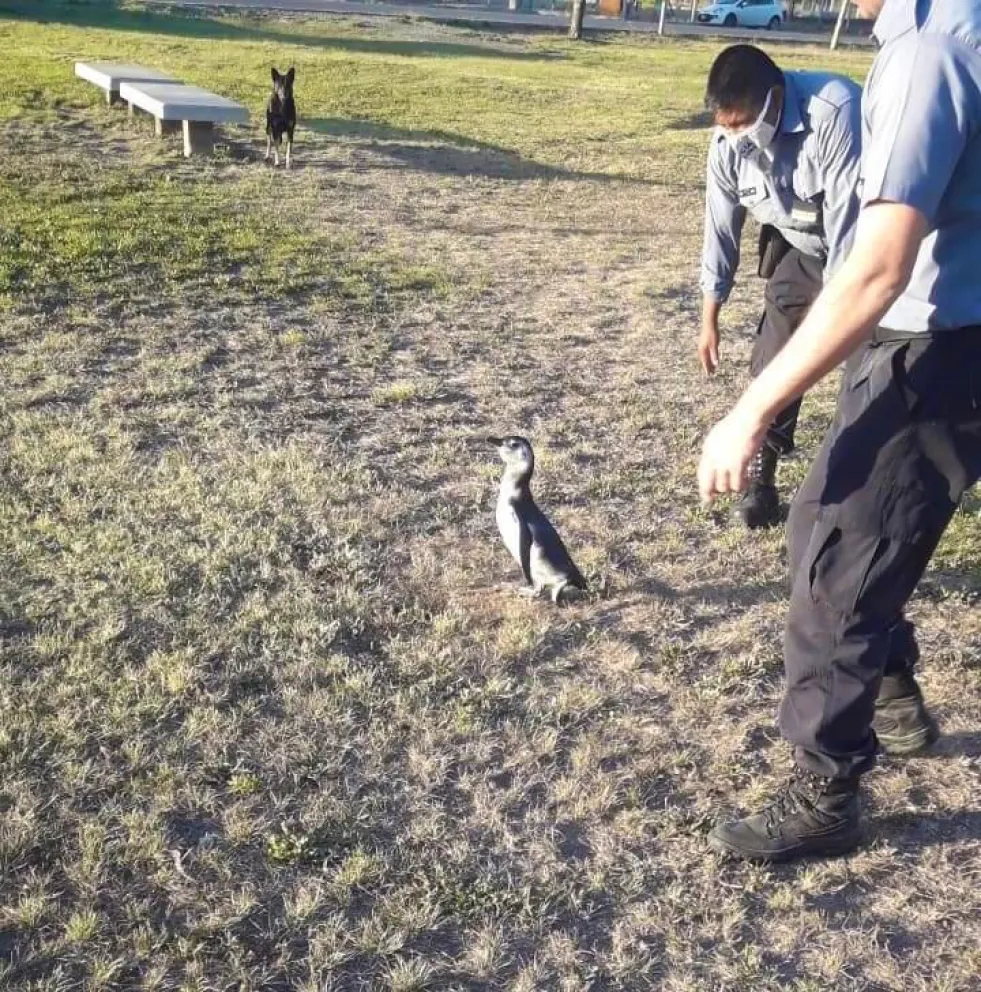 Le falló el GPS: pingüino iba hacia Brasil y terminó en la costanera de Viedma