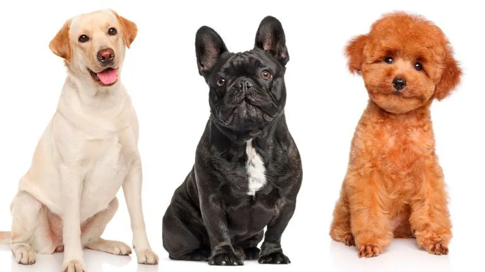 Conocé cuáles son las razas de perros más populares en el mundo