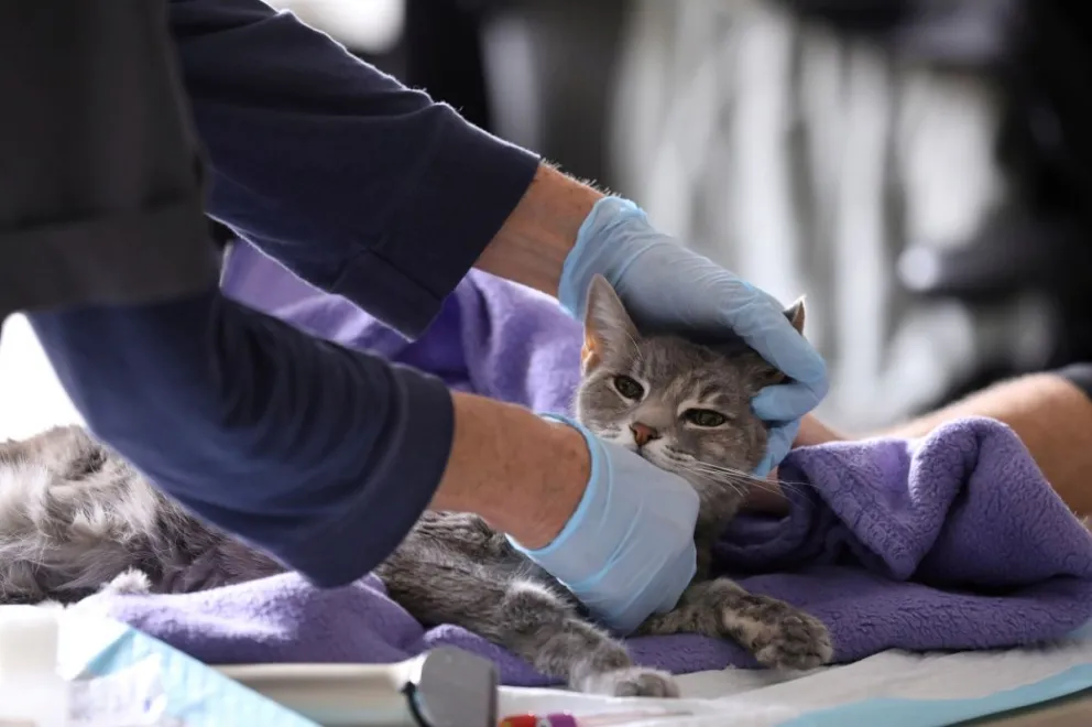 Gato dio positivo de Covid y tendrá que aislarse