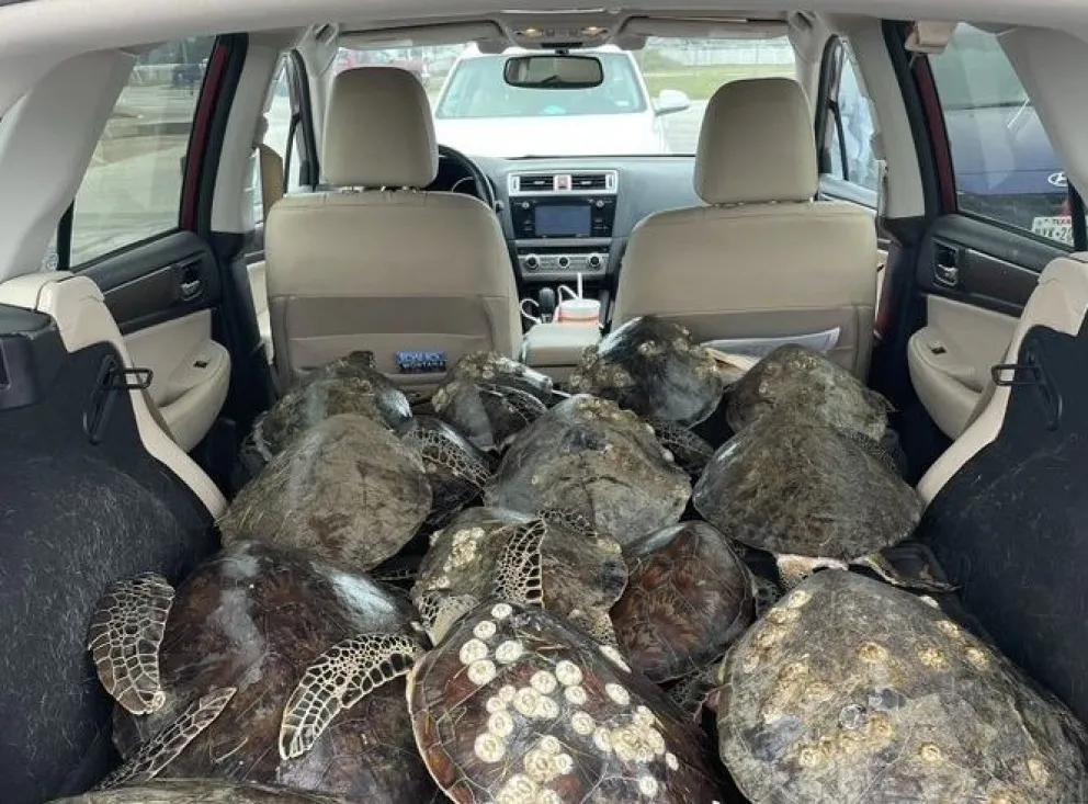 Impresionante rescate de miles de tortugas marinas