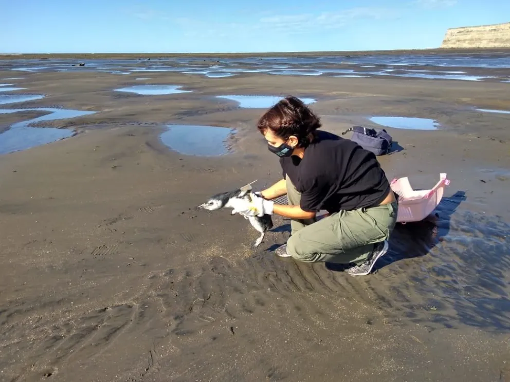 Emocionante video: así liberaron al pingüino que apareció en la costanera de Viedma