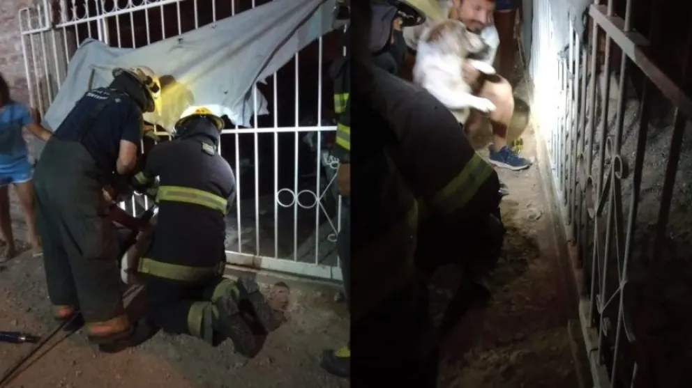 Bomberos rescataron a un perro que tenía la cabeza atrapada en una reja