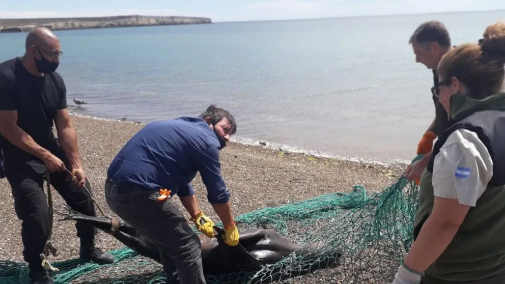 Pescadores matan a un lobo marino: “la red vale más que el animal de mier..."