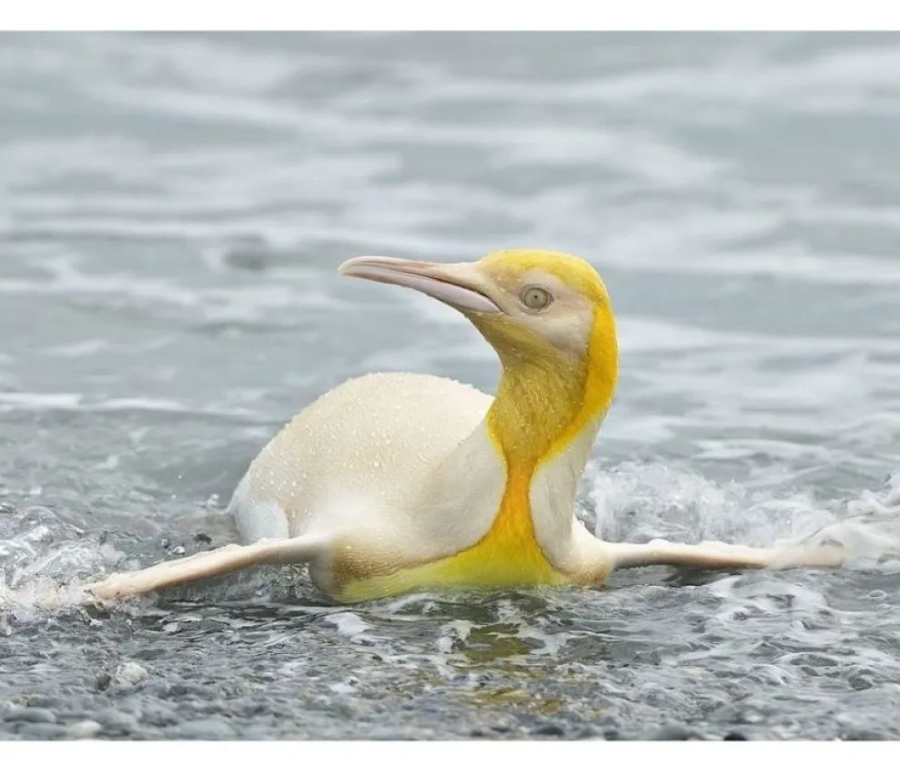 La foto de un pingüino amarillo dio la vuelta al mundo