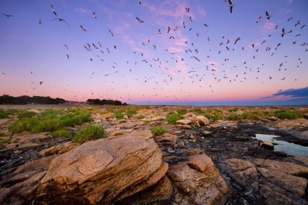 Avanza la creación del Parque Nacional Islote Lobos