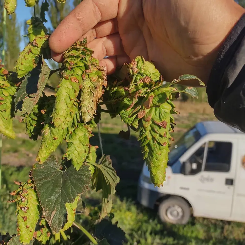 El lúpulo crece a la vuelta de casa para fabricar cerveza artesanal
