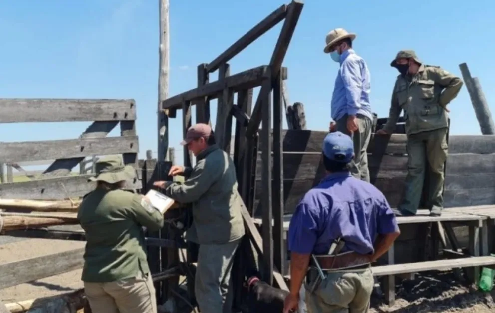 Golpe millonario: robaron casi 2.000 animales de una estancia