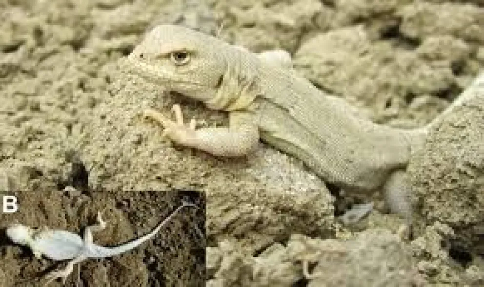 Presentaron una nueva especie que habita en Río Negro
