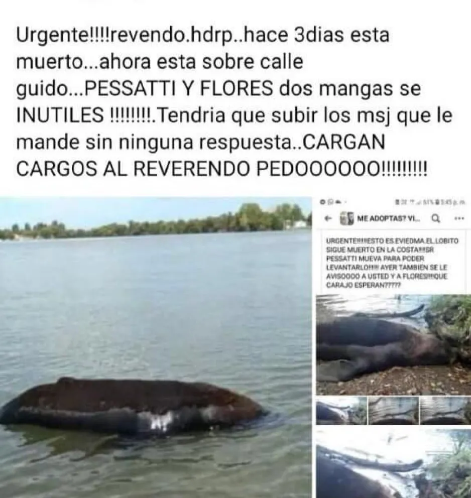 Pesatti se defendió de las críticas y explicó por qué no retiran al lobo marino