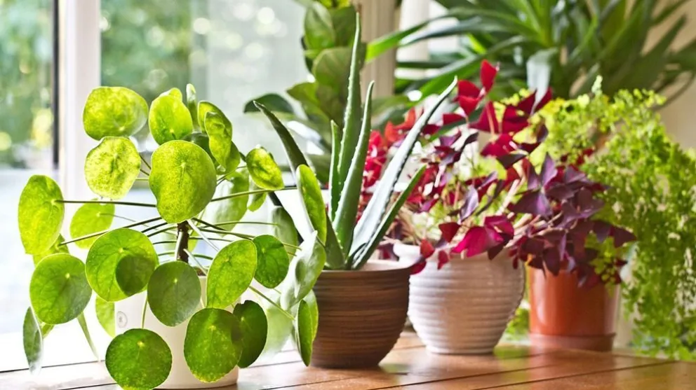 Qué planta debés tener en casa según el mes en el que naciste