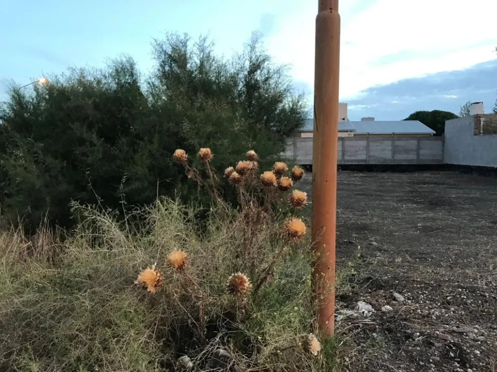 Impulsan mecanismo para darle mayor celeridad a la limpieza de terrenos baldíos