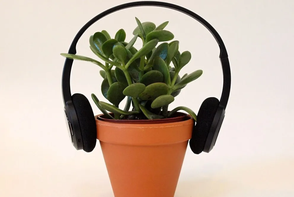 Conocé el increíble efecto de ponerle música a tus plantas