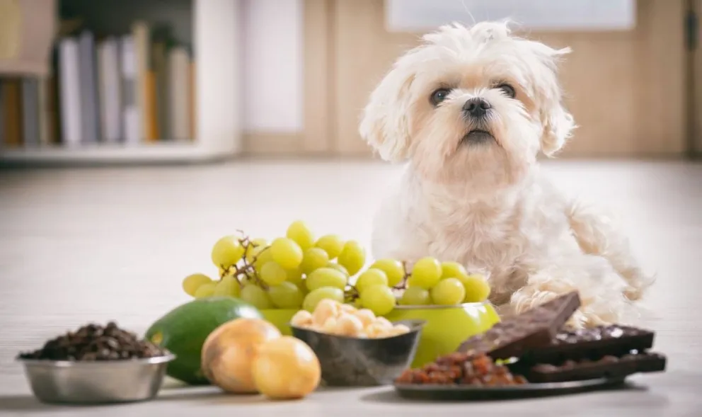 Estos son los alimentos que tus perros nunca deberían comer
