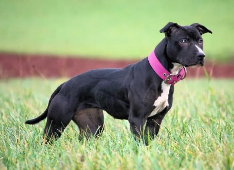 Mataron a su pitbull, y el dueño dejó asentado su enojo en una comisaría