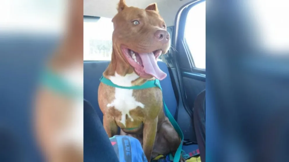 Muerte de un pitbull: la dueña denunció que lo asesinaron con un destornillador