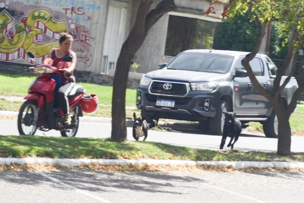 Continúan los peligros por perros sueltos en la vía pública