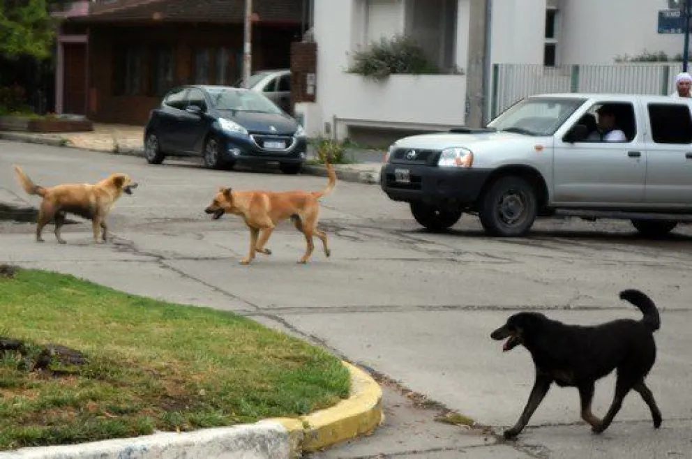Cuatro perros atacaron a una mujer a bordo de una moto