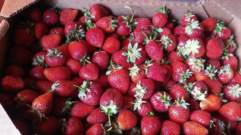 Rodrigo, el vendedor de frutillas, quiere conversar con el intendente Pesatti