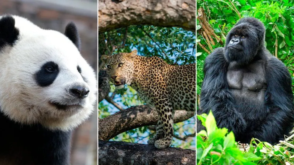 ¿Es necesario vacunar a los animales contra el Covid-19?