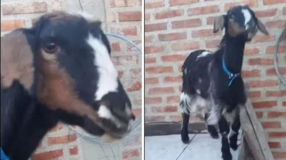Vilma, la cabra "loca" de Neuquén que es furor en Tik Tok