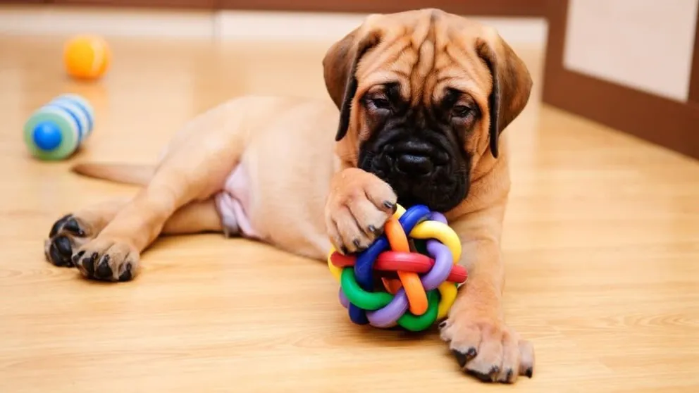 Mascotas: cuál es el juguete ideal para tu perro según su tamaño