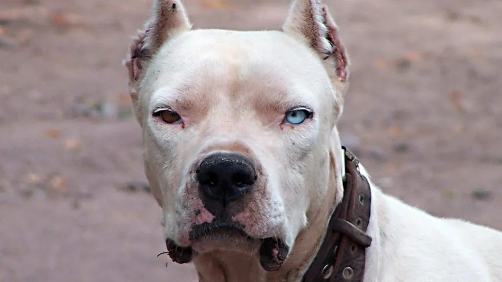 Denuncian que un perro le mordió la pierna a un nene