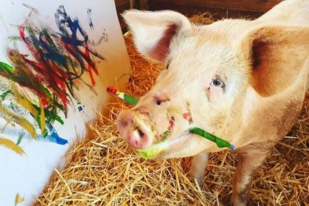 Pigcasso: el chancho que pinta cuadros y lleva recaudados $70.000 dólares