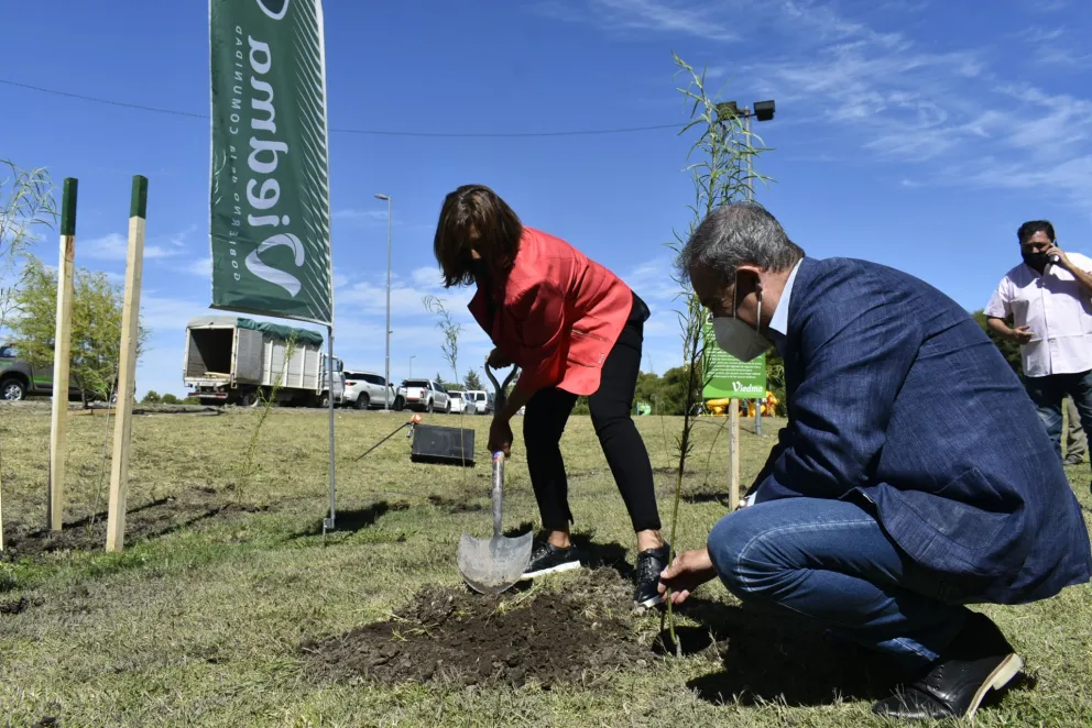 Los sauces criollos se adaptan e inician un proceso de plantación masiva