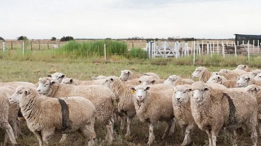 Condenan al propietario de un perro que mató ovejas y gallinas en una chacra