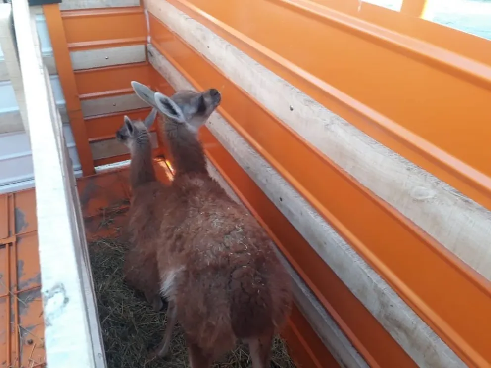Como estaban adaptados en casas particulares fueron a parar a un zoológico