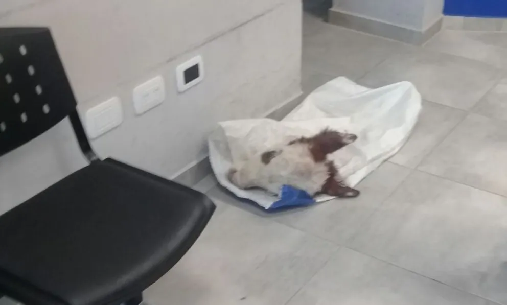 Robo de ganados: "Desde la Justicia el mensaje es que la gente siga robando"