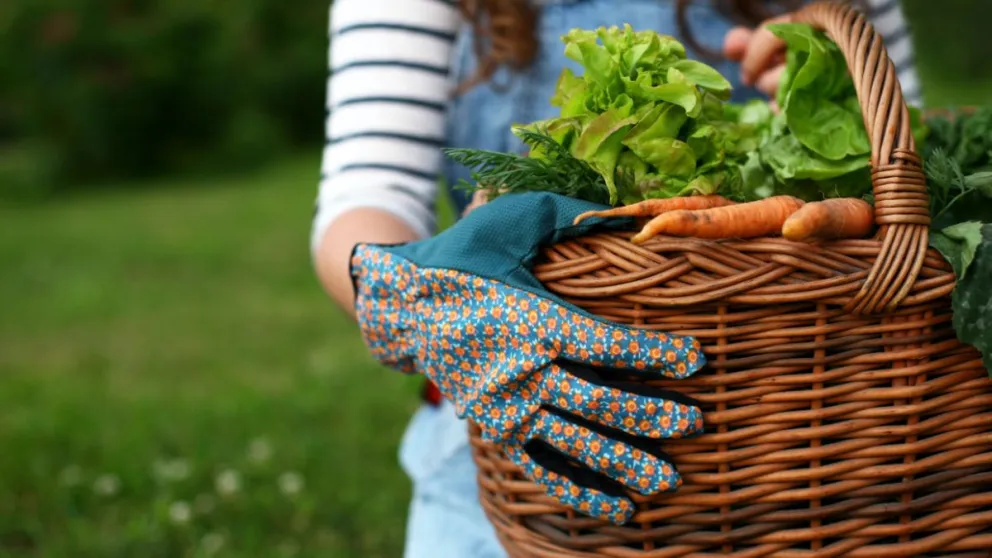 Seis especies para cultivar en tu huerta ahora y cosechar en invierno