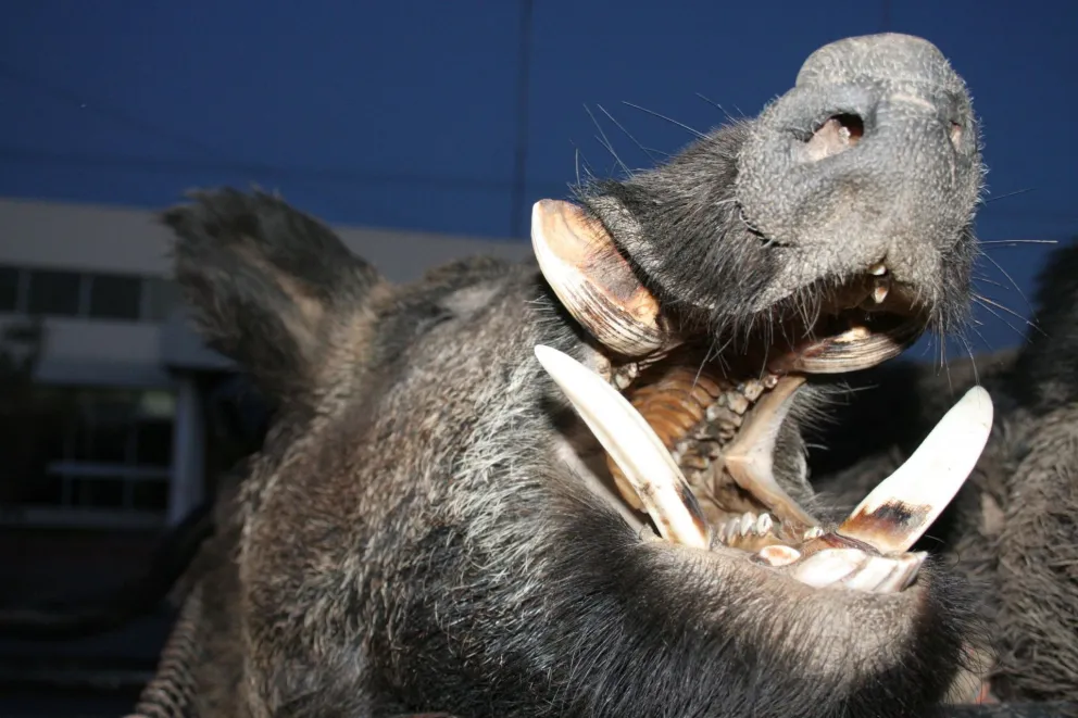 La triquinosis y el peligro de la faena doméstica 