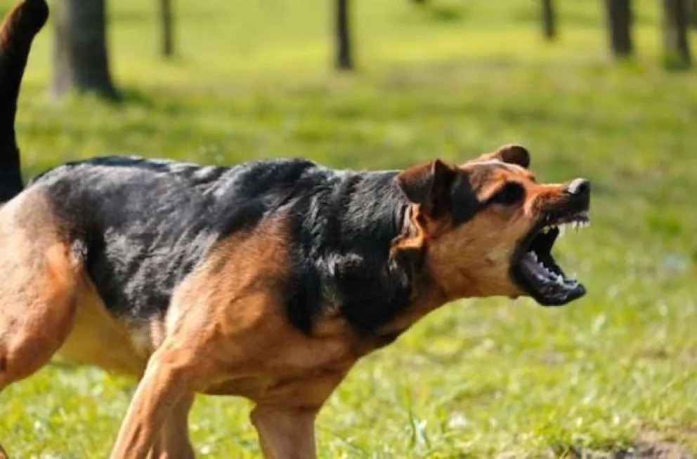 Enésima mordedura de perro en Viedma