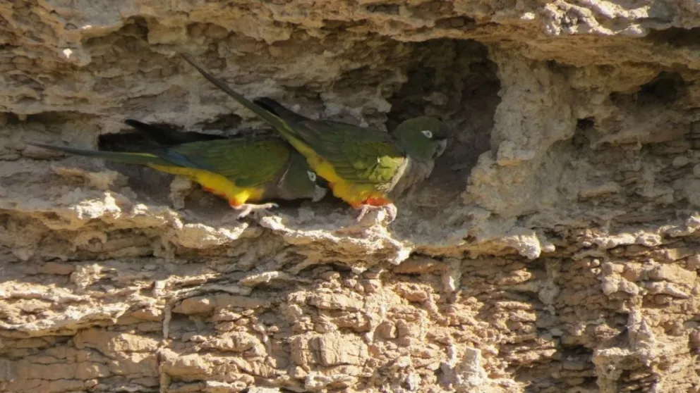 Repoblarán el monte nativo para que los loros barranqueros tengan alimento