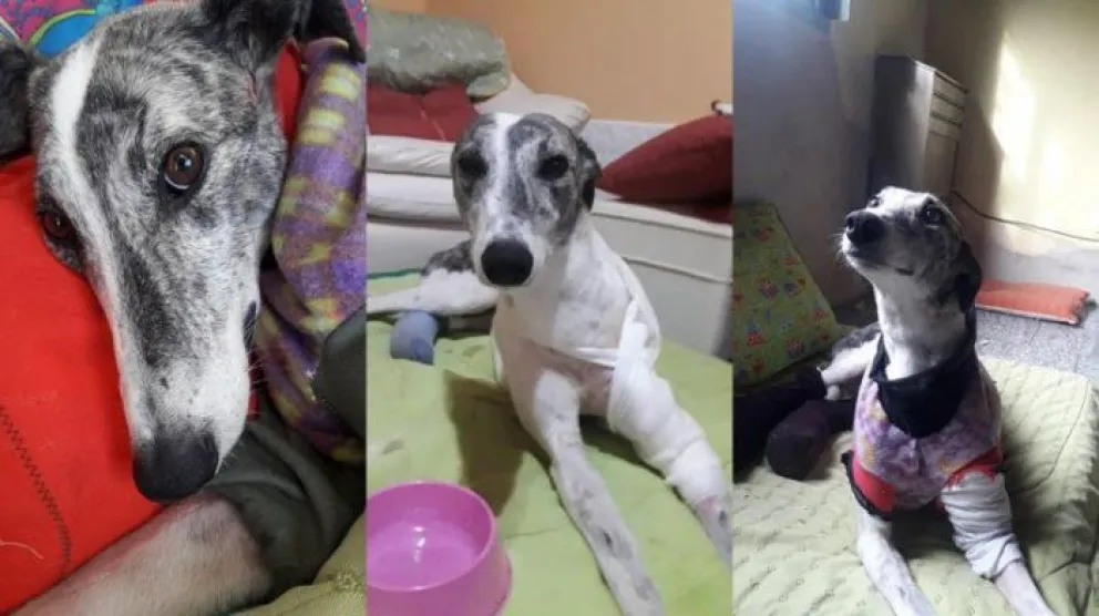 Solicitaron que se declare culpable a Jara por el delito de crueldad animal