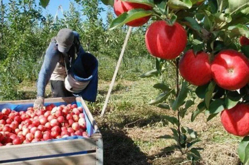 Temporada frutícola: Aumentó la contratación de mano de obra local en Río Negro
