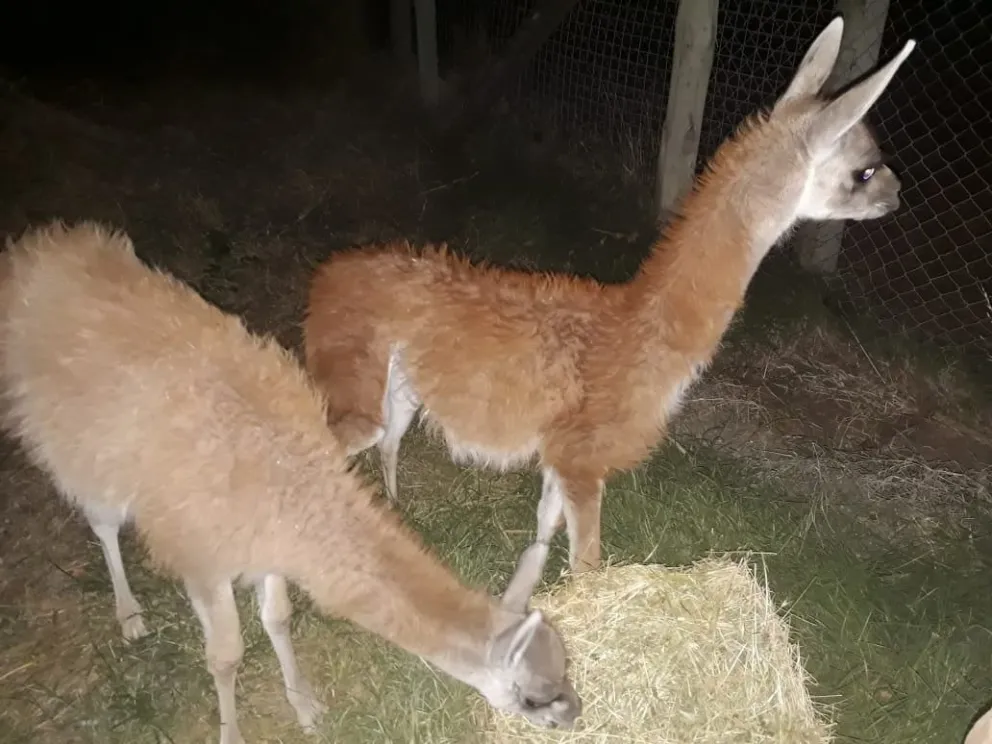 Recuperaron dos ejemplares de guanaco criados en la ciudad