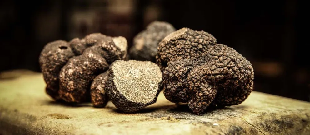 Un hongo comestible exportado por Argentina cotiza hasta 1.500 euros el kilo