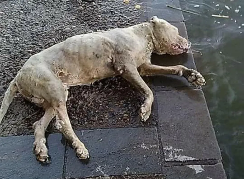 Hallazgo atroz: apareció un perro muerto en el río