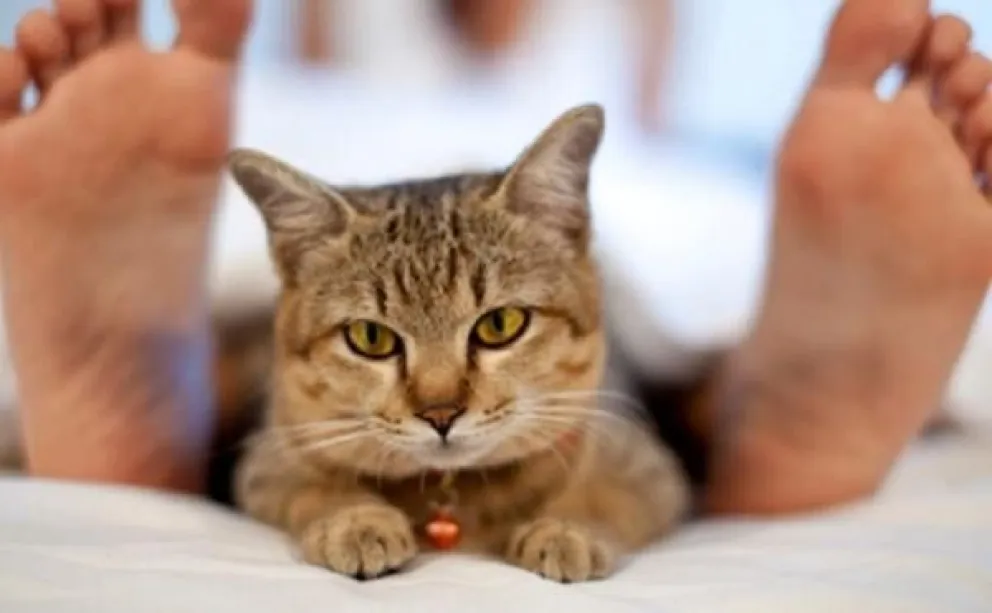 Gatos: ¿por qué eligen dormir a los pies de la cama?