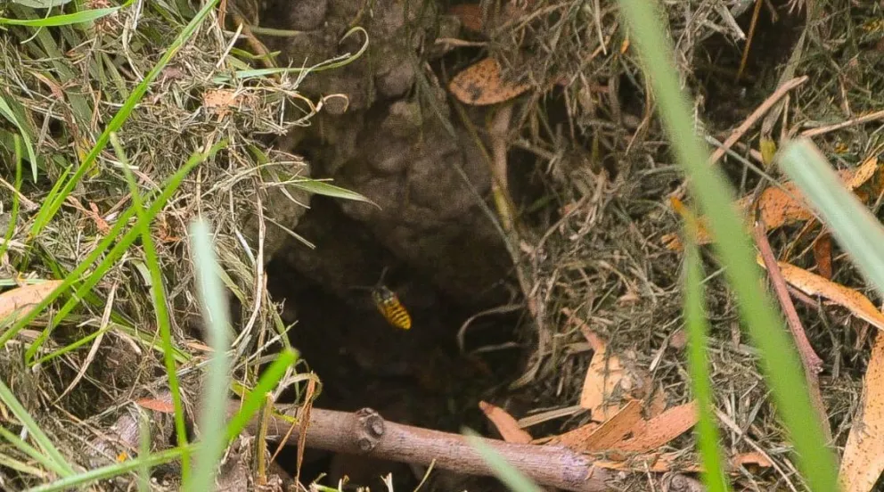 Las avispas chaquetas amarillas podrían convertirse en una plaga como las carpas