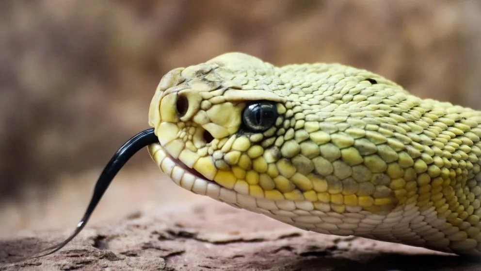 El humano puede producir la misma sustancia venenosa que una serpiente