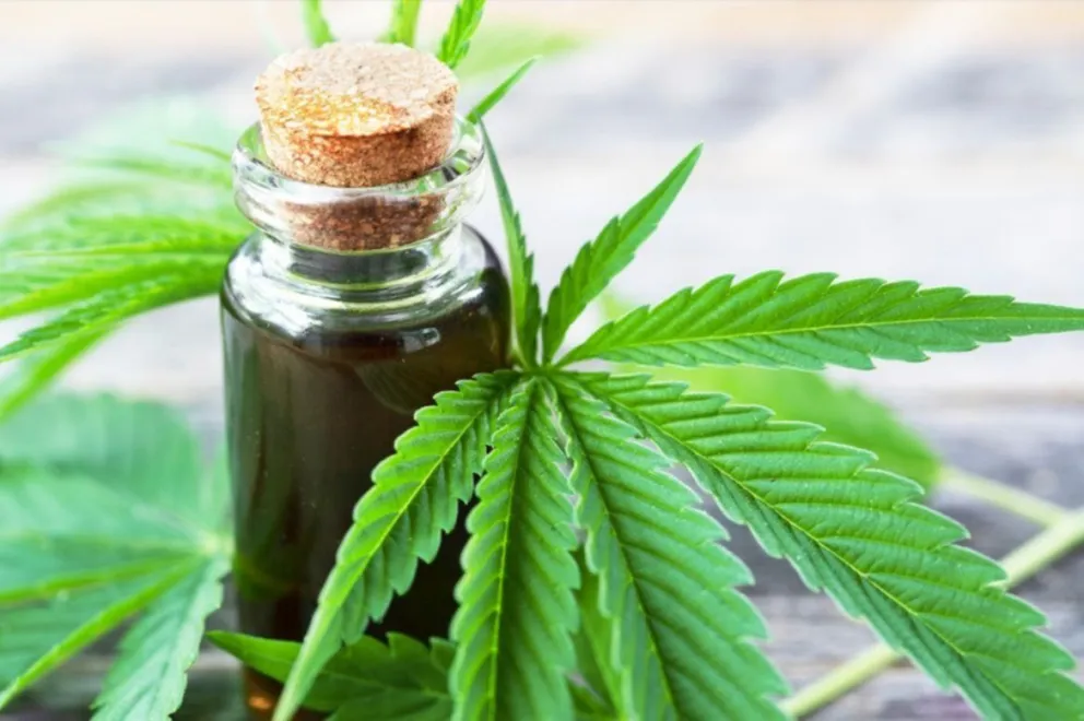 Cannabis medicinal en Viedma y una ordenanza que espera su reglamentación