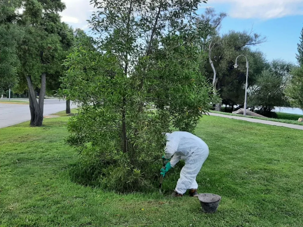 Fumigaron en el panal de avispas chaquetas amarillas, aunque persiste el peligro
