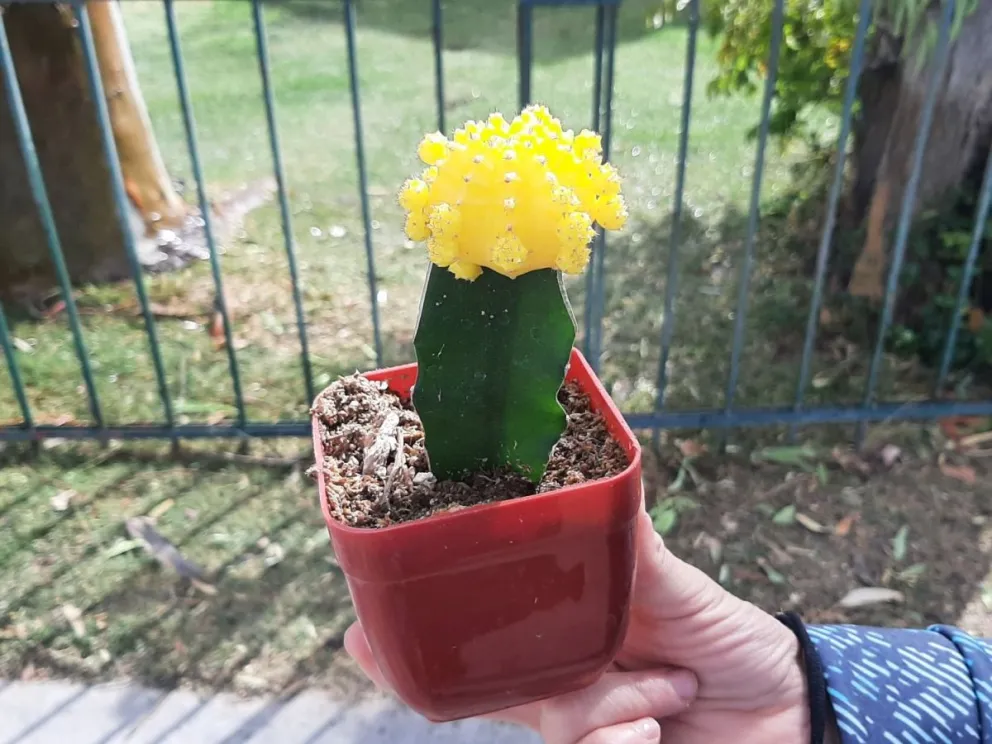 Conocé cuáles son las plantas ideales para tu interior en Viedma