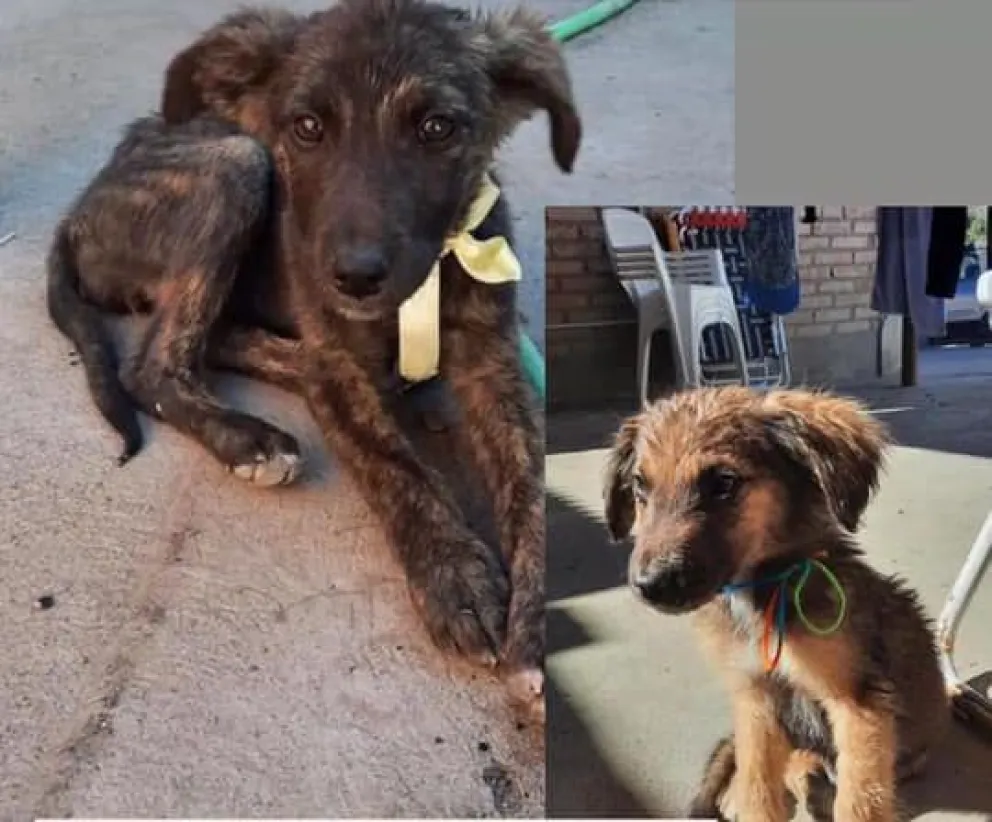 Bronca en las redes por un hombre que arroja a dos perros "a la buena de Dios"