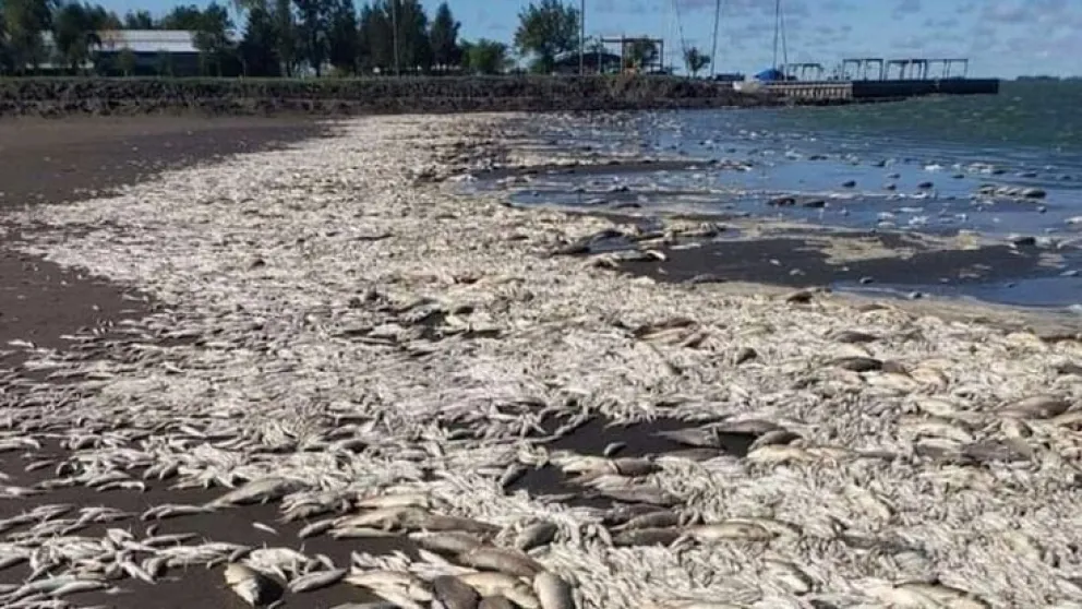 Impactante: miles de peces muertos aparecieron en una laguna bonaerense